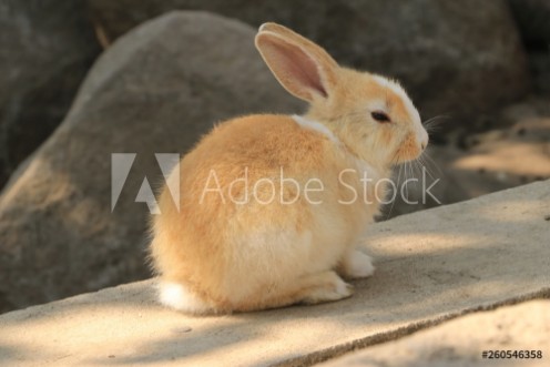 Picture of Cute little rabbit